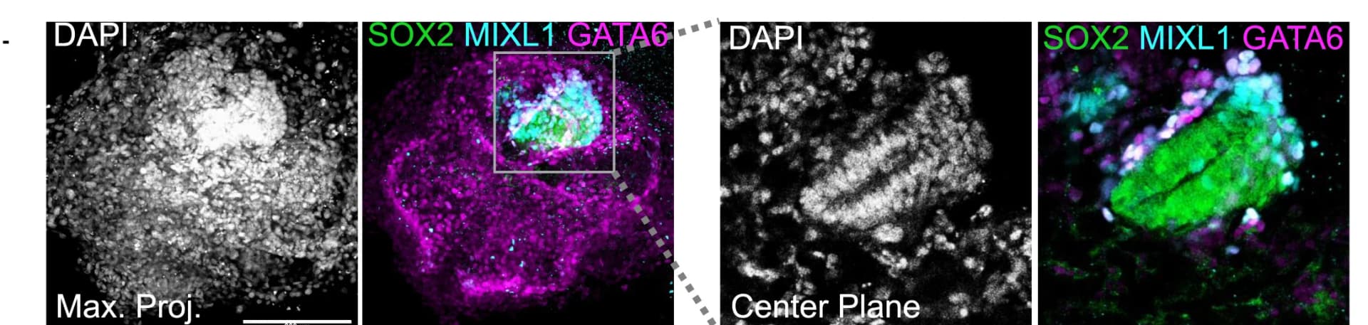 Open access visualization of Microscopy, IF Analysis, PS-like Structure, Blastoid, DAPI