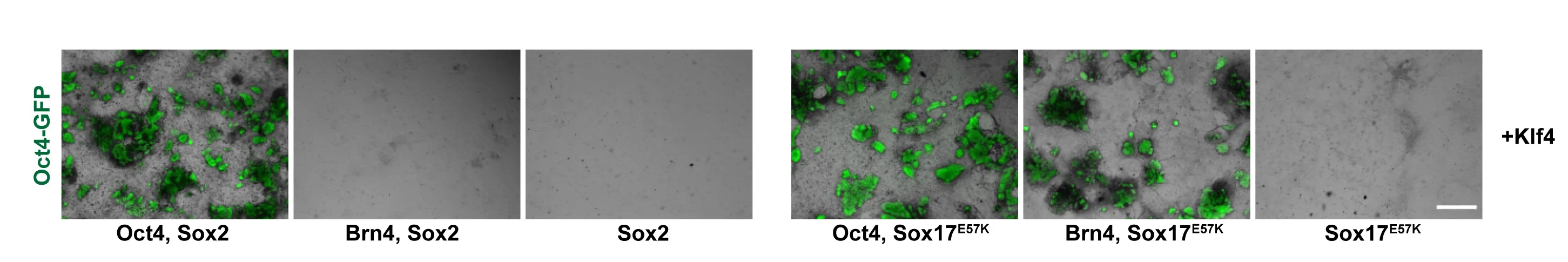 Open access visualization of Microscopy, Bright-Field, Oct4-GFP, Retroviral Reprogramming, MEFs