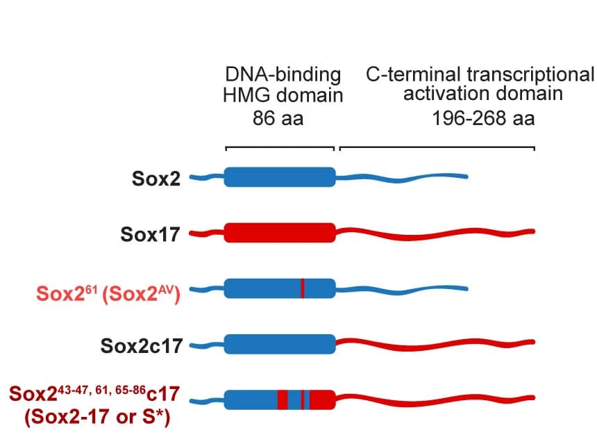 Open access visualization of Illustration, Sox2, Sox17, Chimeric TFs, Protein Structure
