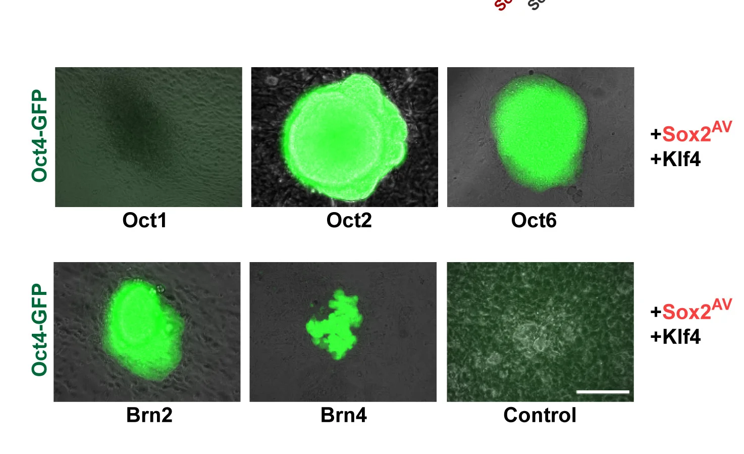 Open access visualization of Microscopy, Phase-Contrast, Oct4-GFP, Microscopy Images, iPSCs Colonies