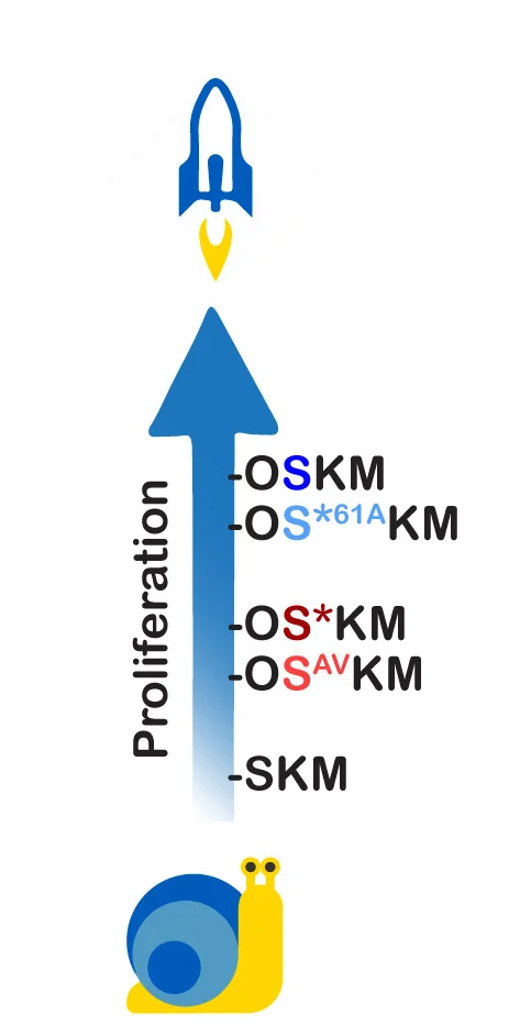 Open access visualization of Illustration, Workflow, Summary, Cell Proliferation, Statistical Analysis