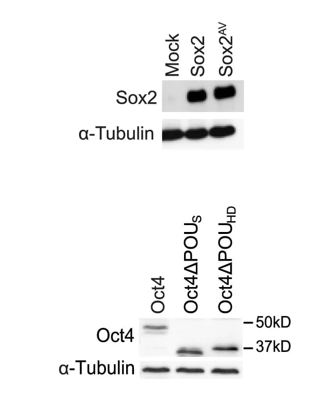 Open access visualization of Gel, Western Blot, Cell Lysates, HEK293