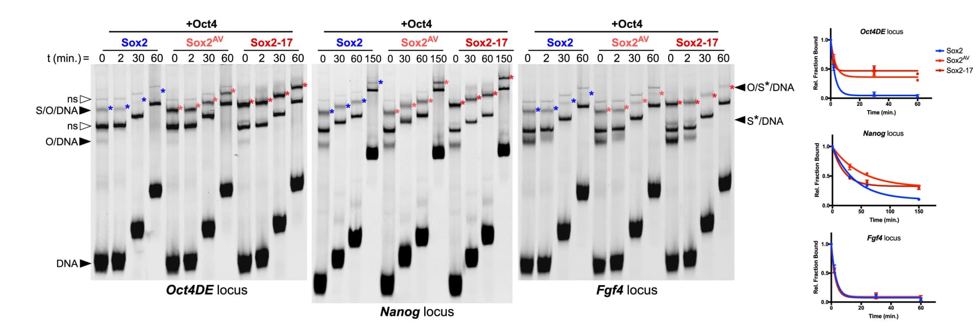 Open access visualization of Gel, Line Plot, Error Bars, Kinetic Off-Rate EMSAs, HEK293