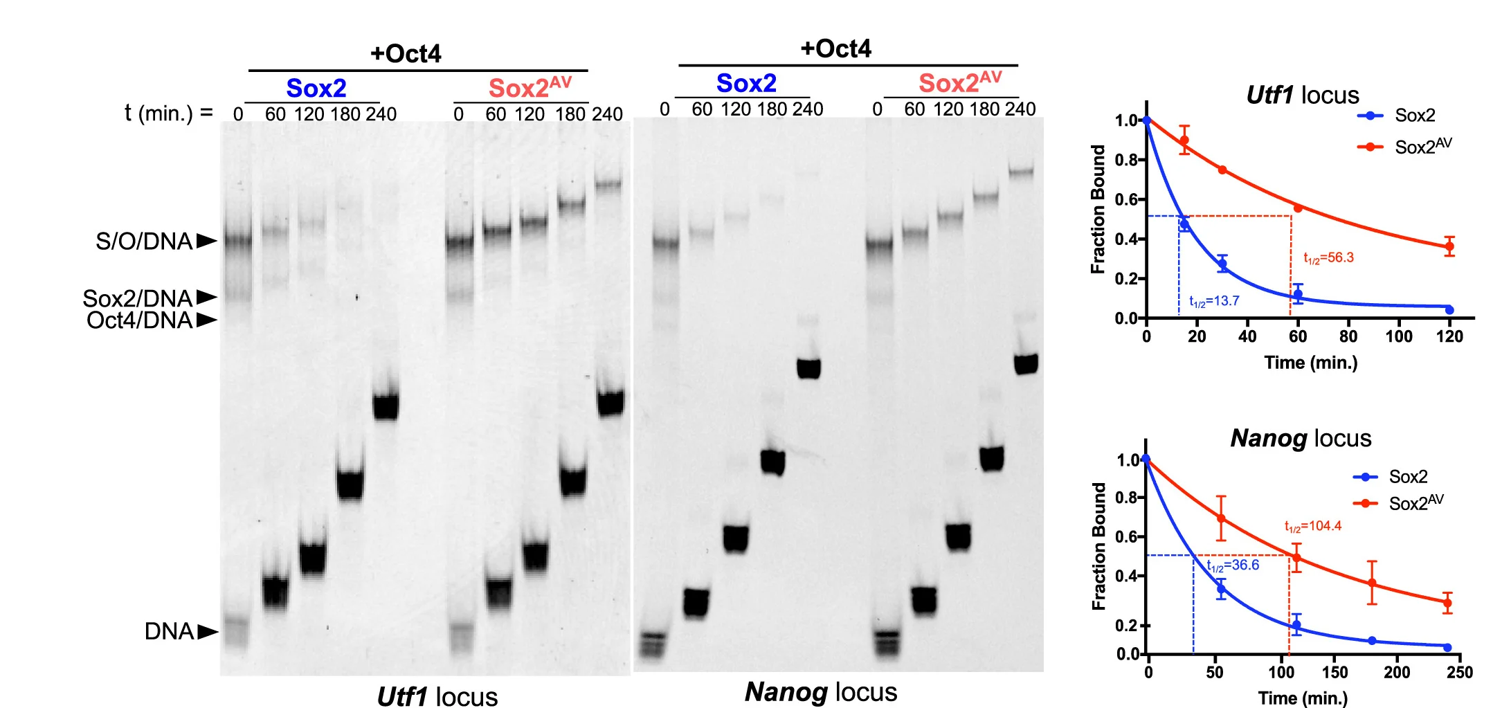 Open access visualization of Line Plot, Error Bars, Gel, Kinetic Off-Rate EMSAs, Purified Proteins