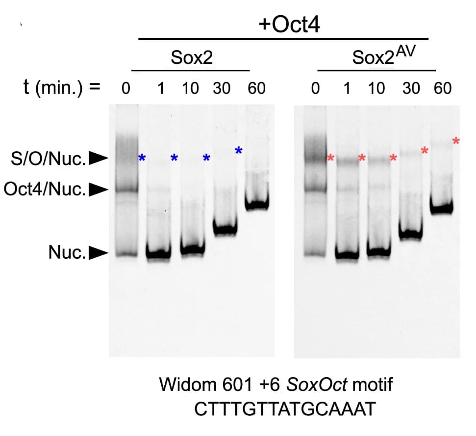Open access visualization of Gel, Sox2, Oct4, EMSA, Nucleosome