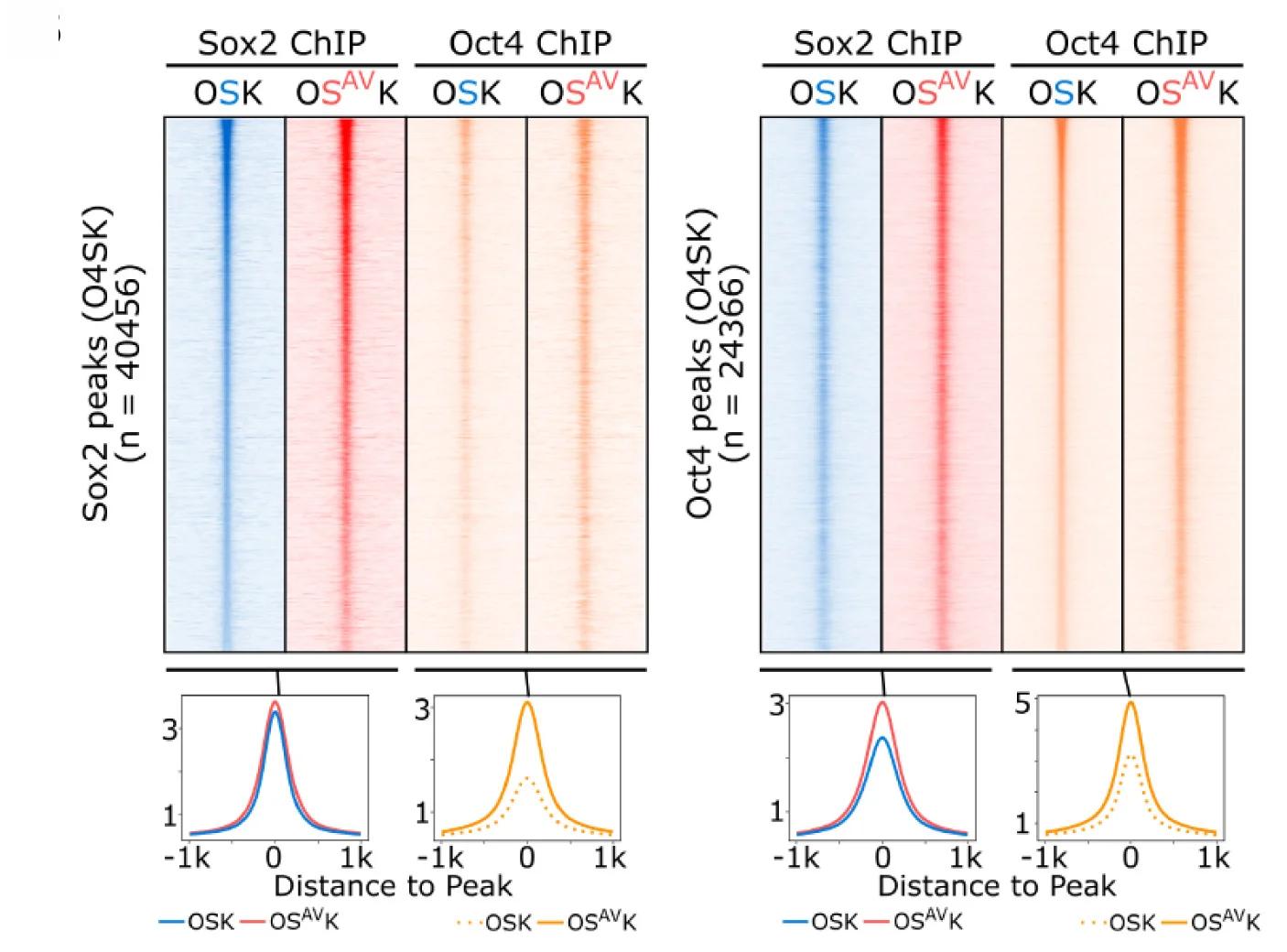 Open access visualization of Heatmap, Line Plot, Heatmaps, ChIP-seq, MEF