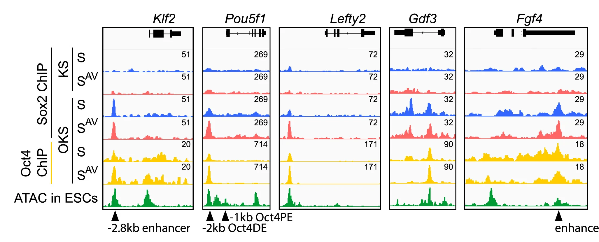 Open access visualization of Line Plot, Density Plot, Genome Browser, ChIP-seq, Peaks