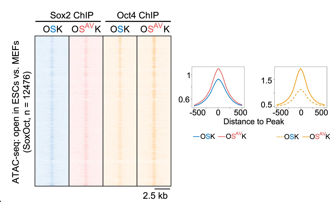 Open access visualization of Heatmap, Line Plot, Heatmaps, ChIP-seq, Signals