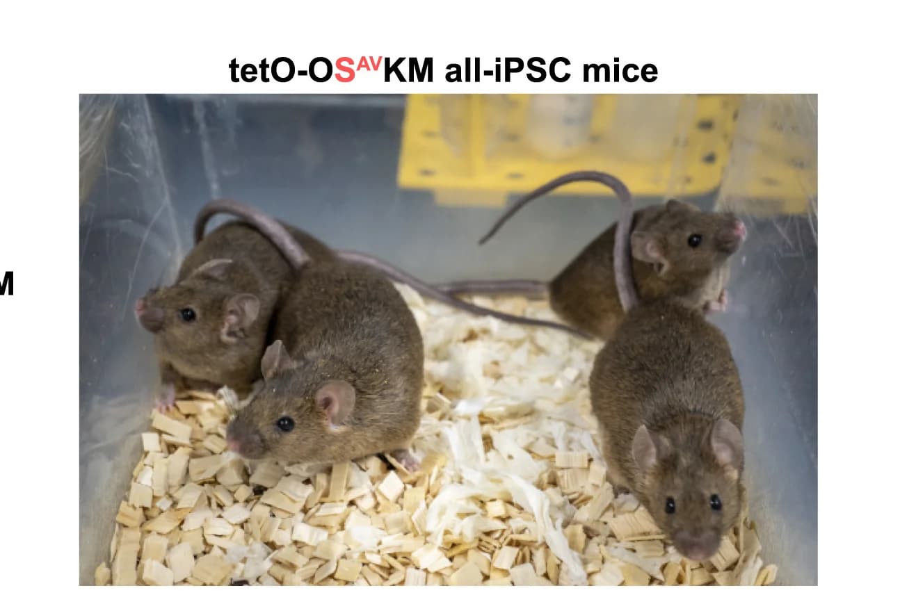 Open access visualization of Photo, Adult Mice, iPSC Mice, Mice, iPSC