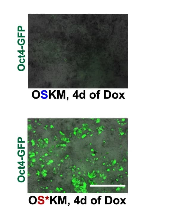 Open access visualization of Microscopy, Bright-Field Image, Oct4-GFP Image, Day 4 Samples