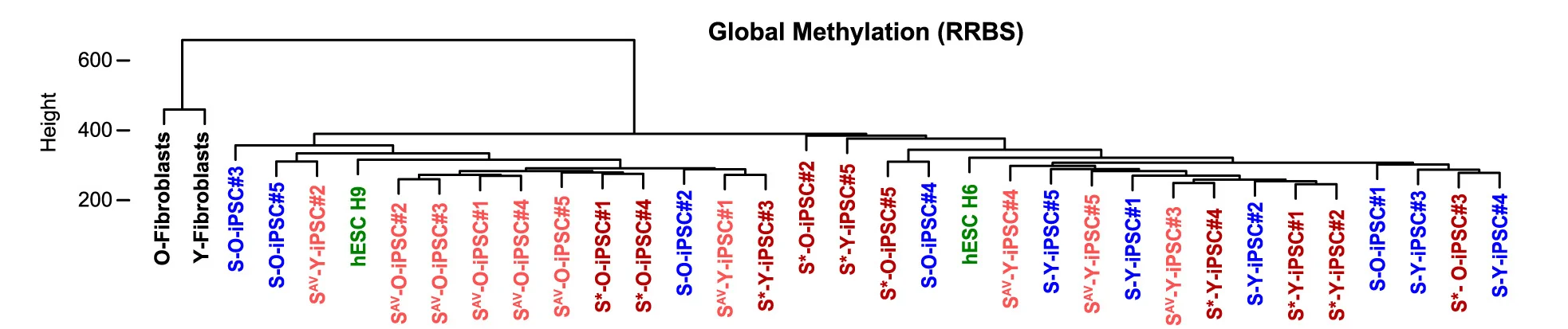 Open access visualization of Clustered, Hierarchical Clustering Analysis, hESC, iPSCs, Human Newborn Foreskin