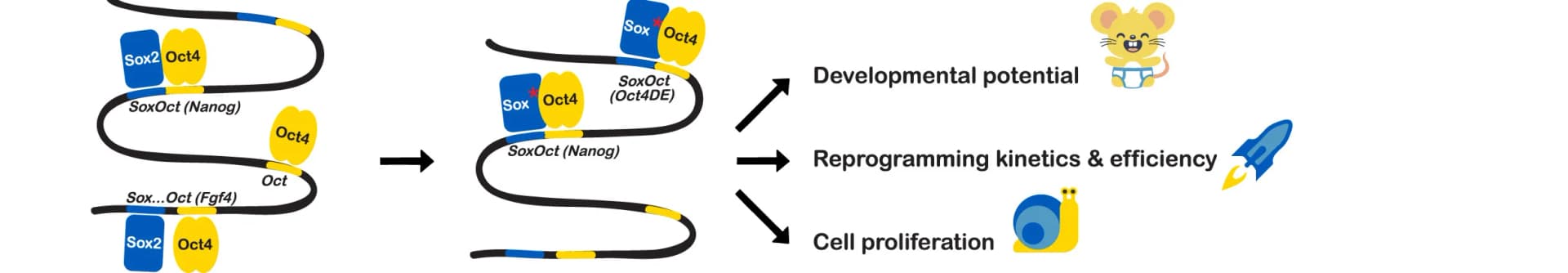 Open access visualization of Workflow, Illustration, SOX, Reprogramming, Biological Replicates
