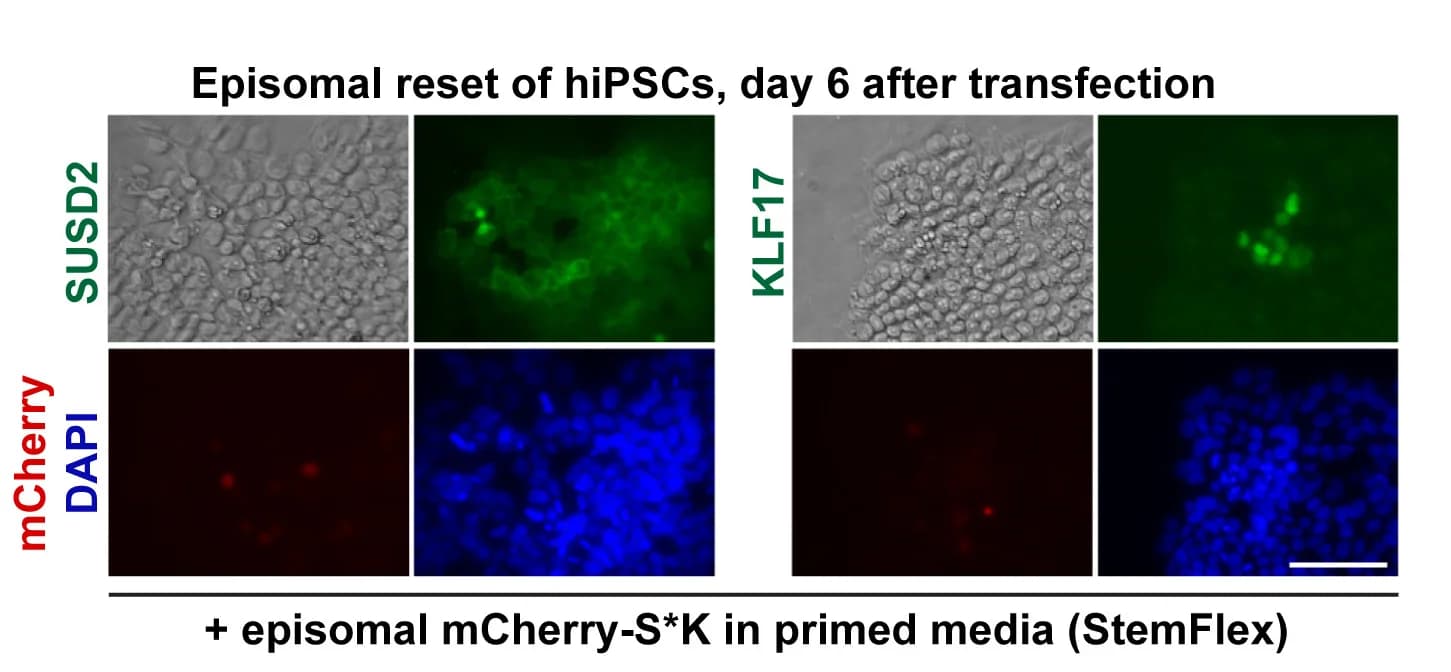 Open access visualization of Microscopy, Immunostaining, hiPSCs, SUSD2, KLF17