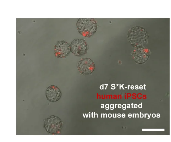 Open access visualization of Microscopy, Human/Mouse Morula Aggregation, hiPSCs, SUSD2, RFP