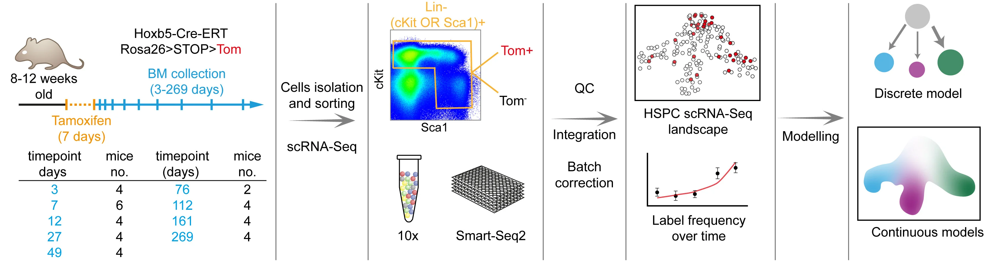 Open access visualization of Workflow, Scatter Plot, Line Plot, Error Bars, Hoxb5-Tom Mice