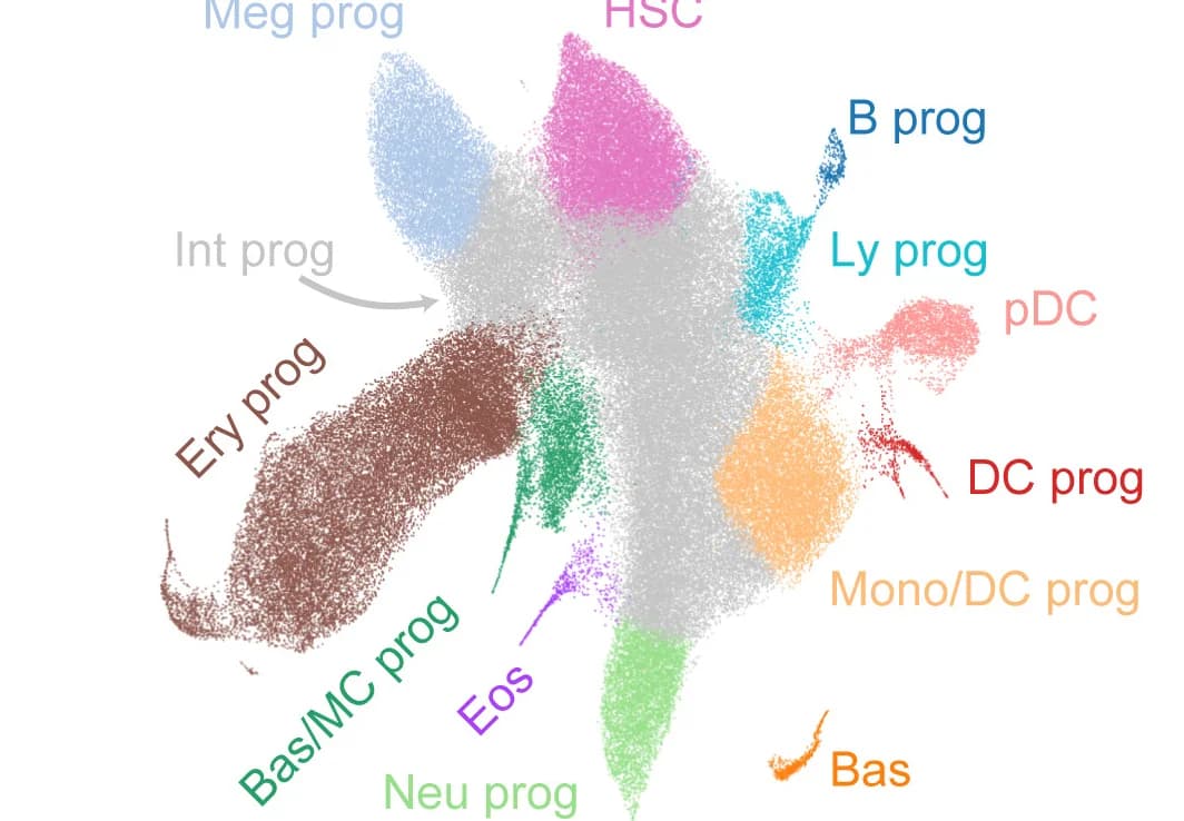 Open access visualization of Scatter Plot, UMAP, PCA, Manual Annotation, Lineage Markers