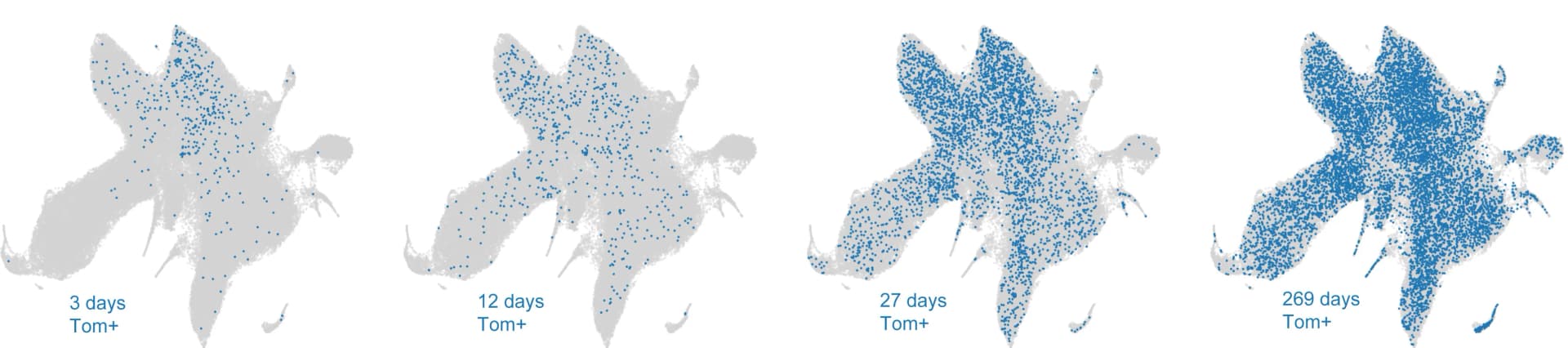 Open access visualization of Scatter Plot, UMAP, Hoxb5-Tom+ Cells, Time Points, LT-HSC