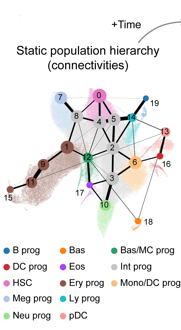 Open access visualization of Network, UMAP Projection, PAGA Graph, HSPC Landscape, Cell Transitions