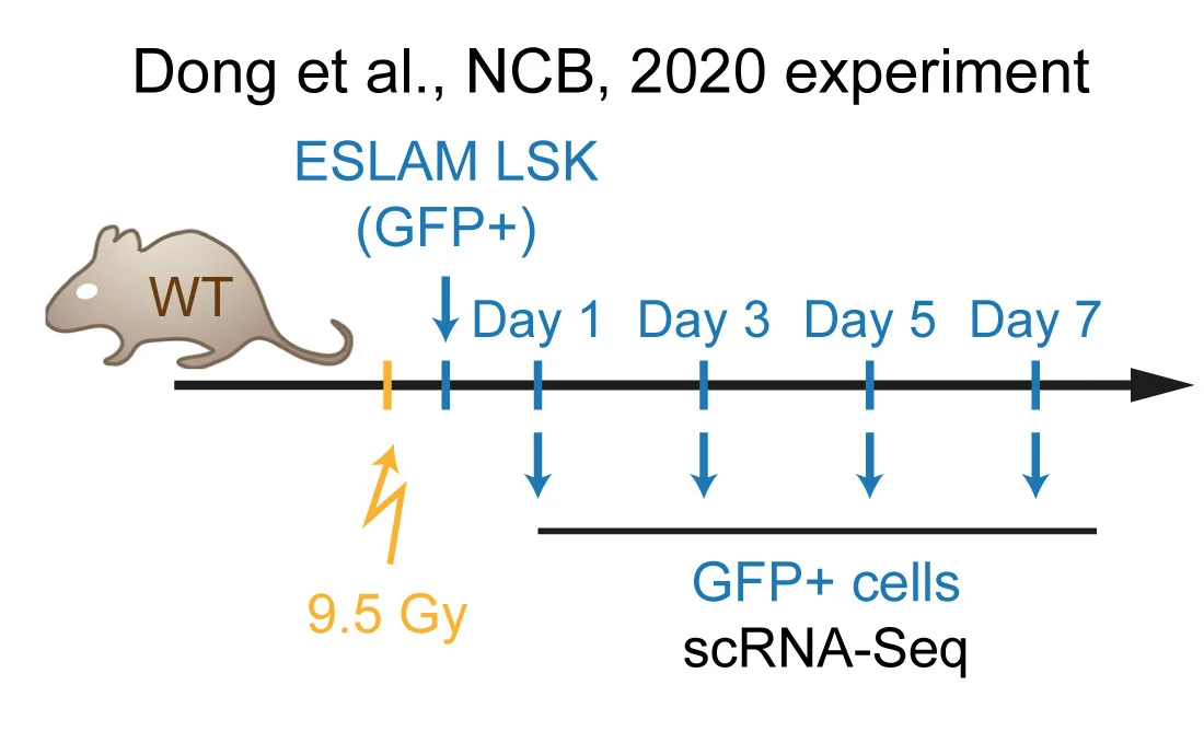 Open access visualization of Workflow, HSC, Irradiated Animal, scRNA-seq