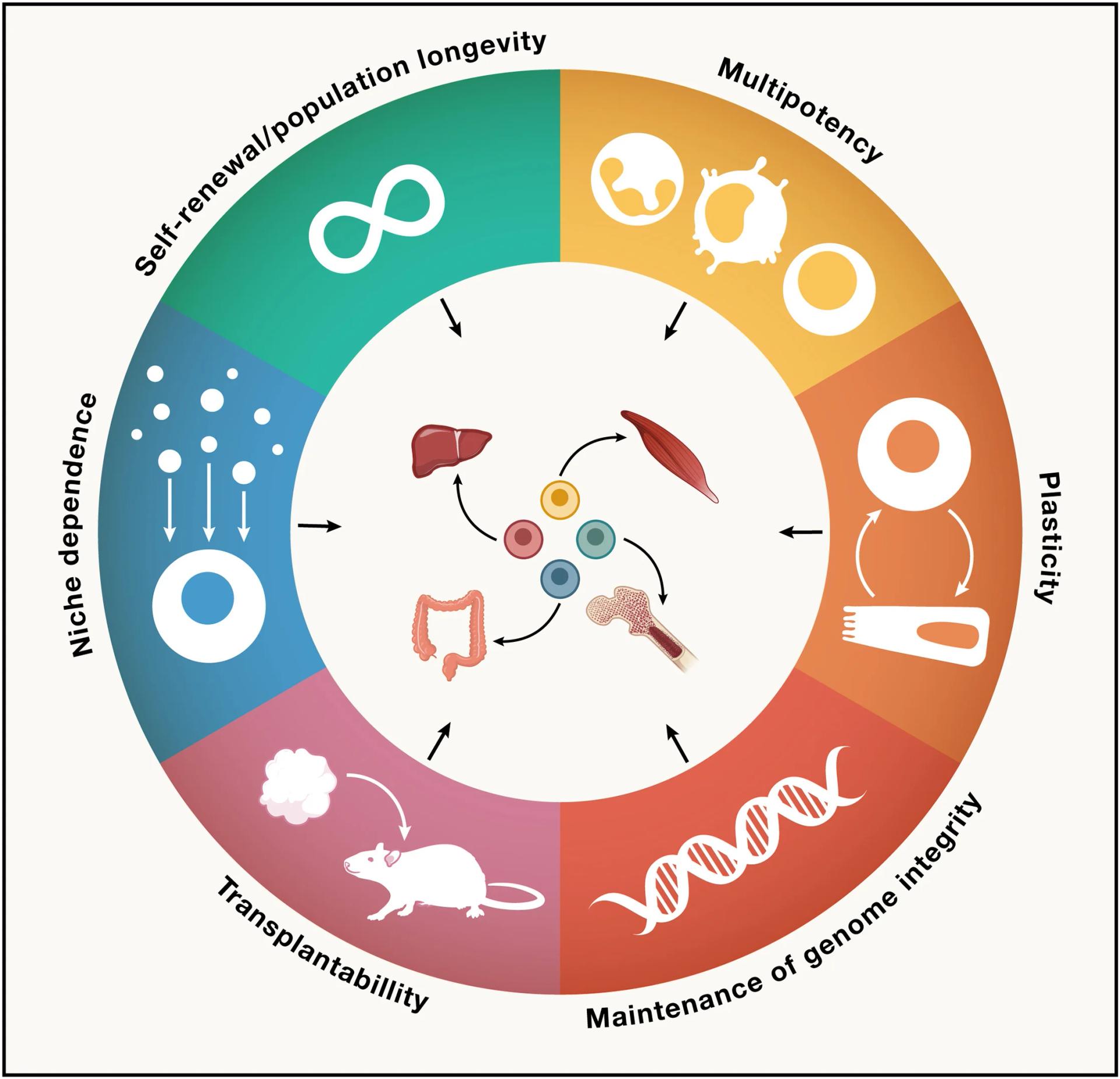 Open access visualization of Illustration, Workflow, Tissue Resident Stem Cells, Cell Replacement, Stem Cell Function