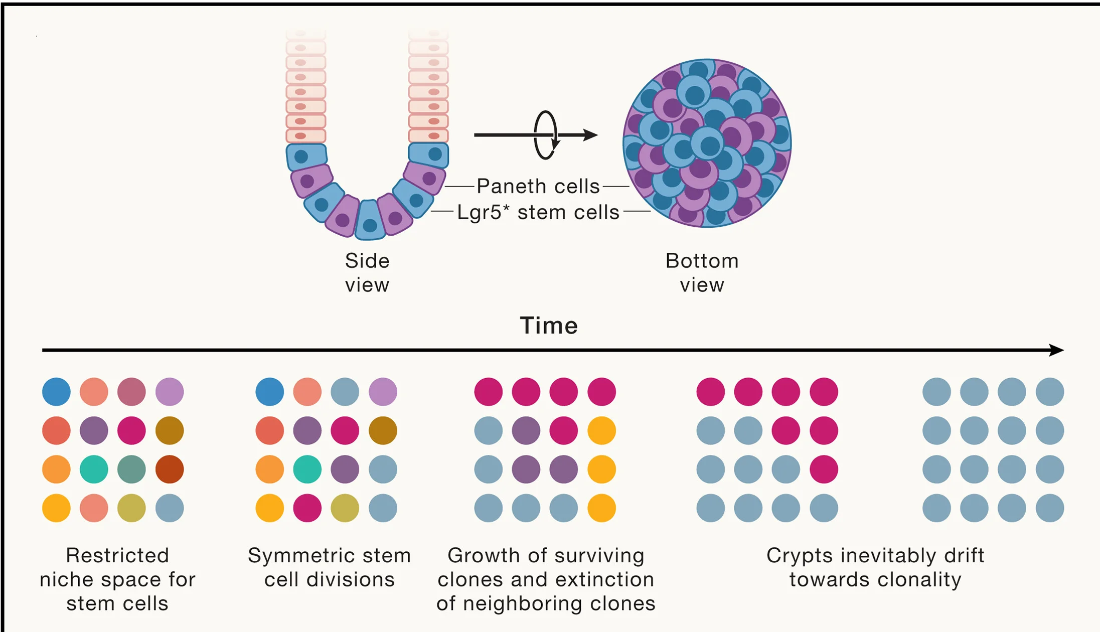Open access visualization of Workflow, Illustration, Adult Stem Cell, Intestinal Epithelium, Stem Cell