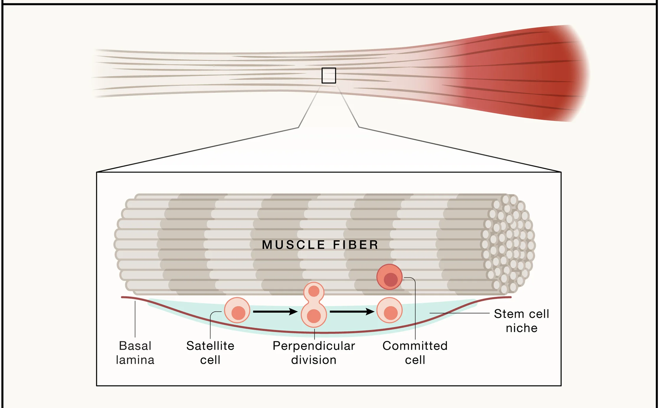 Open access visualization of Illustration, Workflow, Skeletal Muscle, Satellite Cell, Mitotic Axis