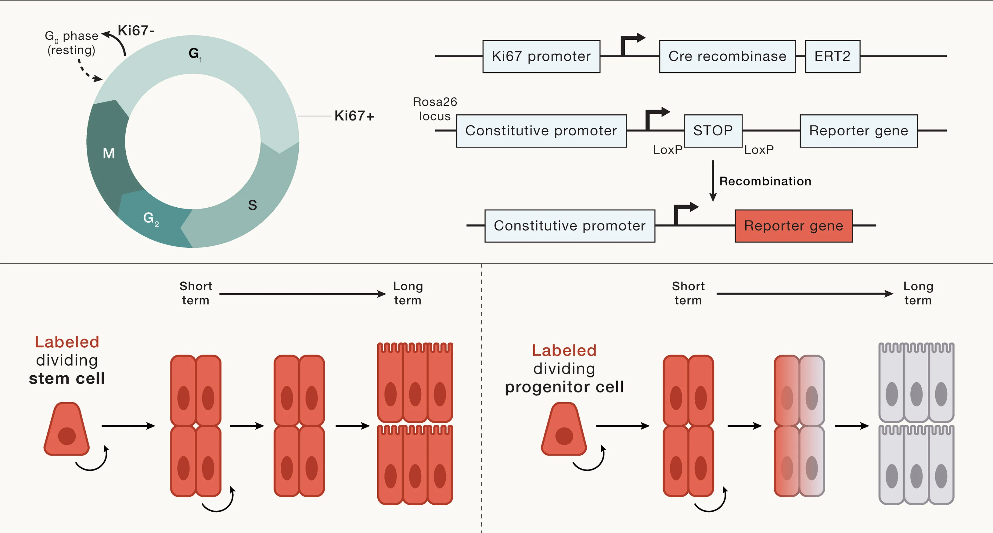 Open access visualization of Workflow, Illustration, Proliferating Cells, KI67, Cell-Cycle Phases