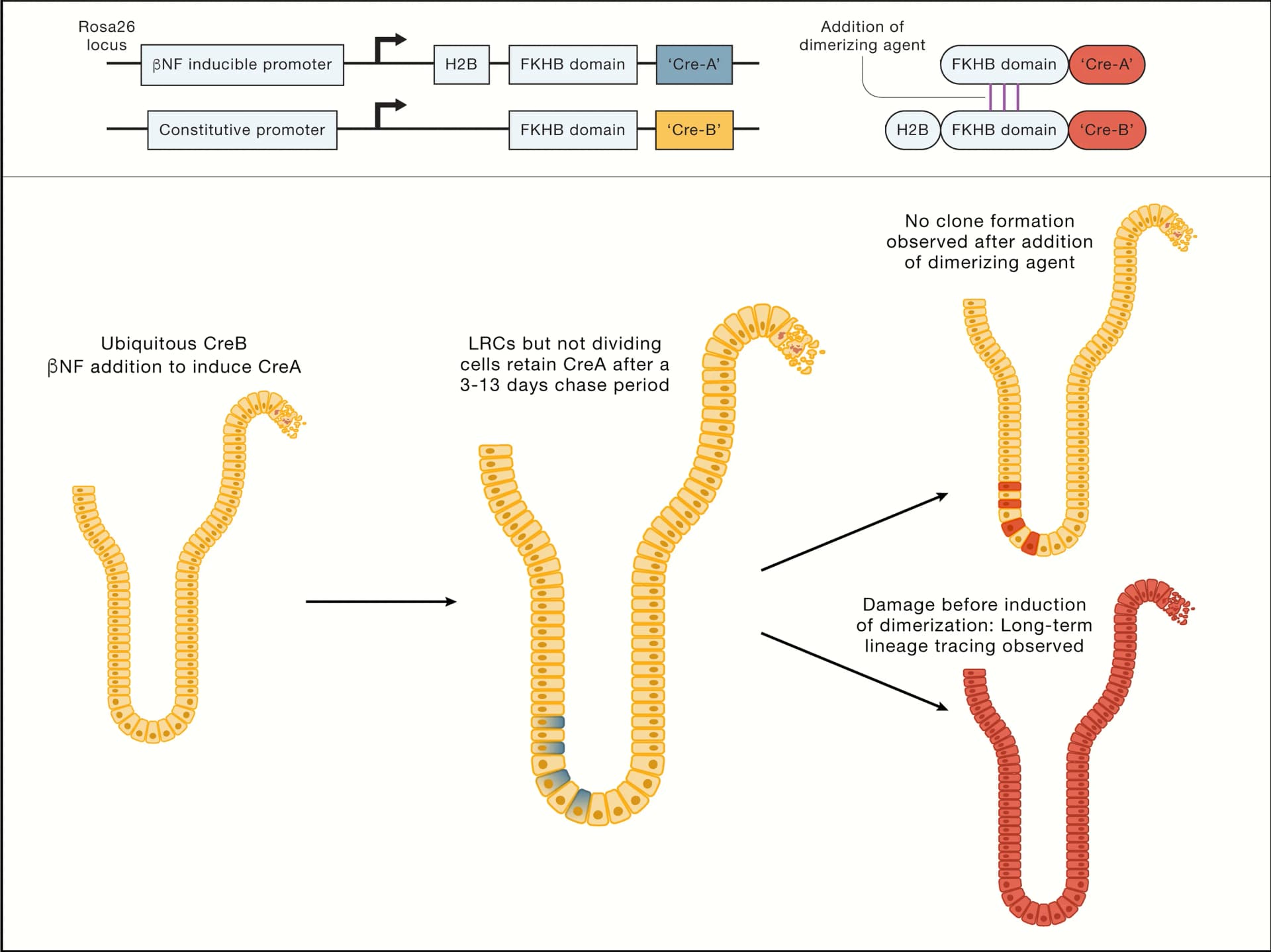 Open access visualization of Workflow, Flowchart, Illustration, Lineage Tracing, Label-Retaining Cells
