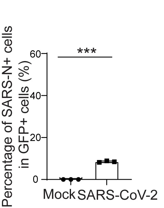Open access visualization of Bar Plot, Error Bars, Quantification, NURR1:GFP H9-DA Neurons, SARS-CoV-2
