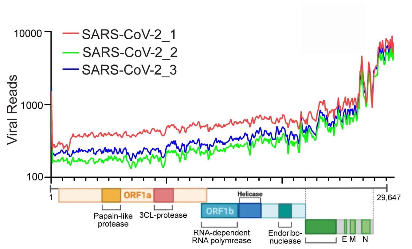 Open access visualization of Line Plot, Illustration, RNA-Seq, Read Coverage, Viral Genome