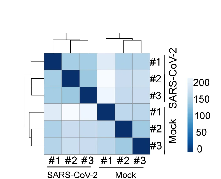 Open access visualization of Heatmap, Clustered, Clustering Analysis, NURR1:GFP-DA Neurons, SARS-CoV-2