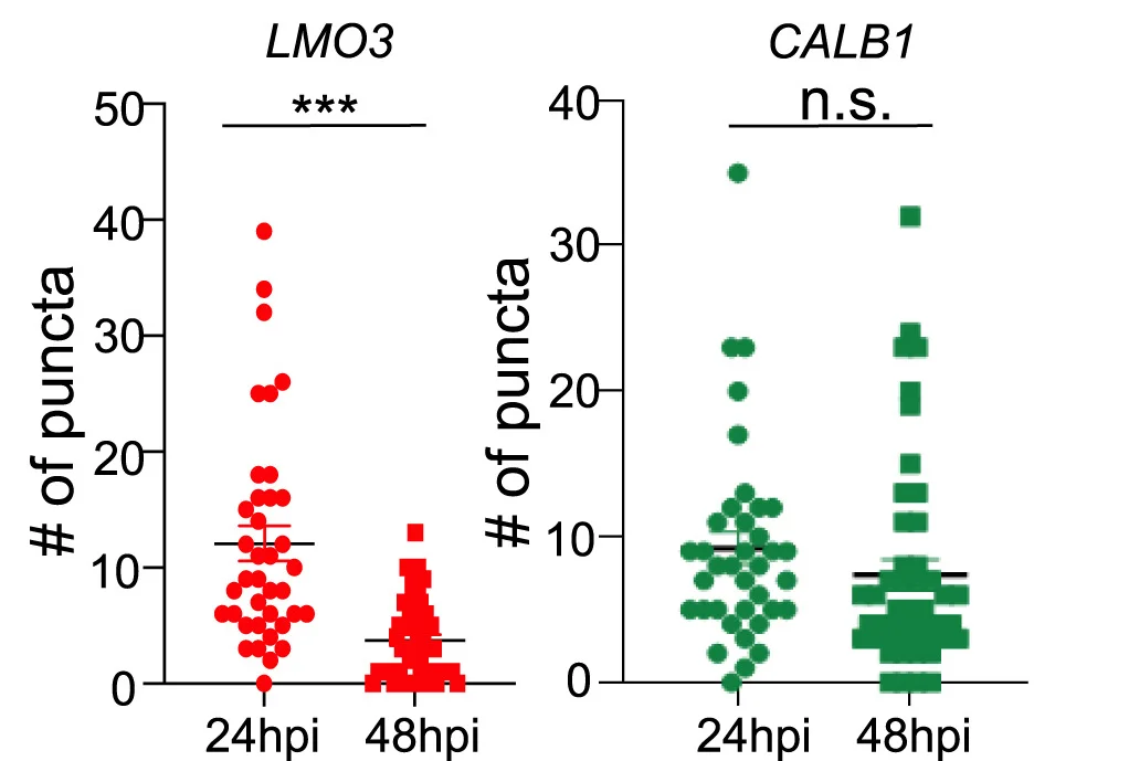 Open access visualization of Scatter Plot, Fluorescence In Situ Hybridization, A9 DA Neuron, LMO3, A10 DA Neuron