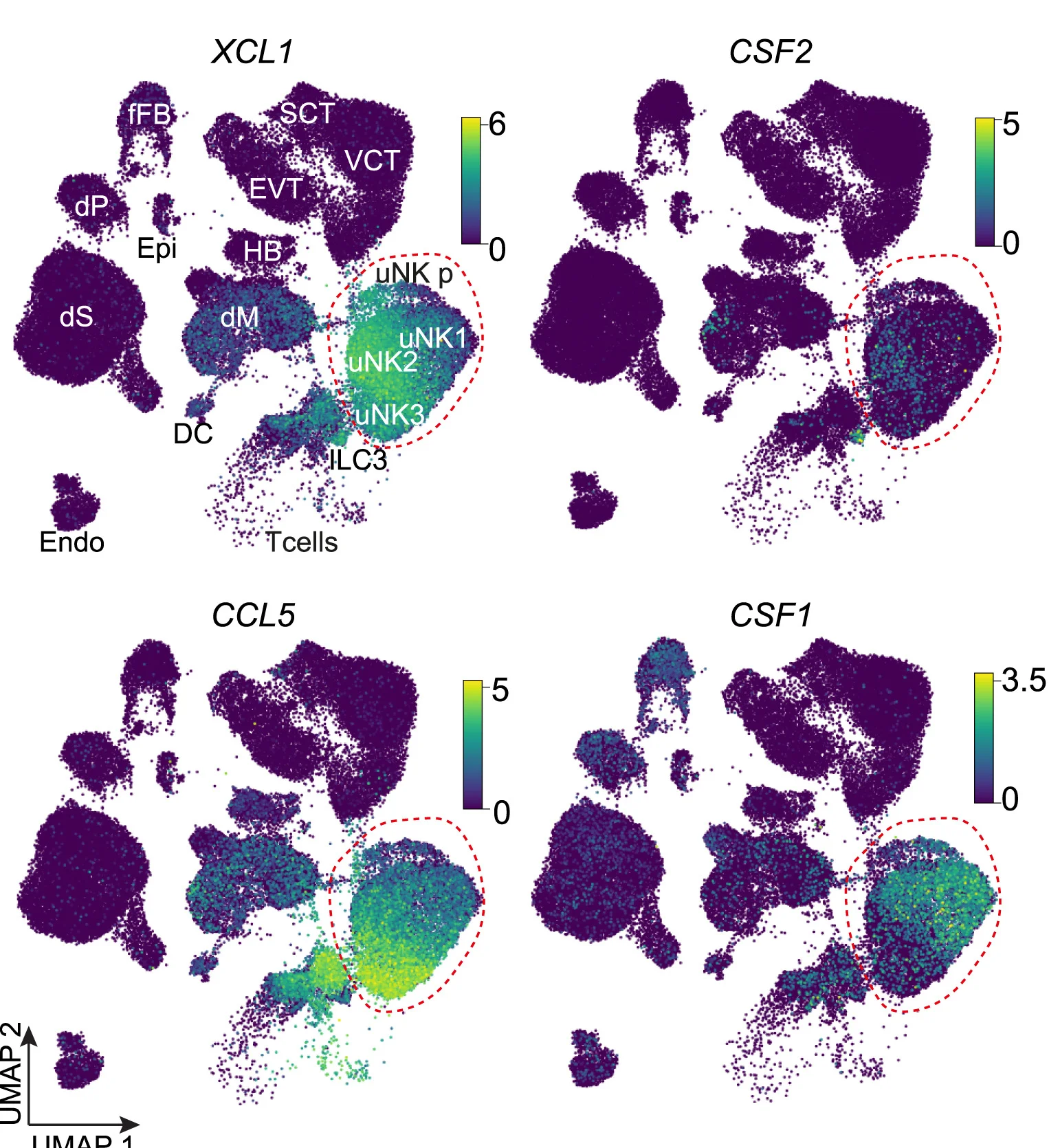 Open access visualization of UMAP, Scatter Plot, uNK Cells, Cytokines, Maternal-fetal Interface