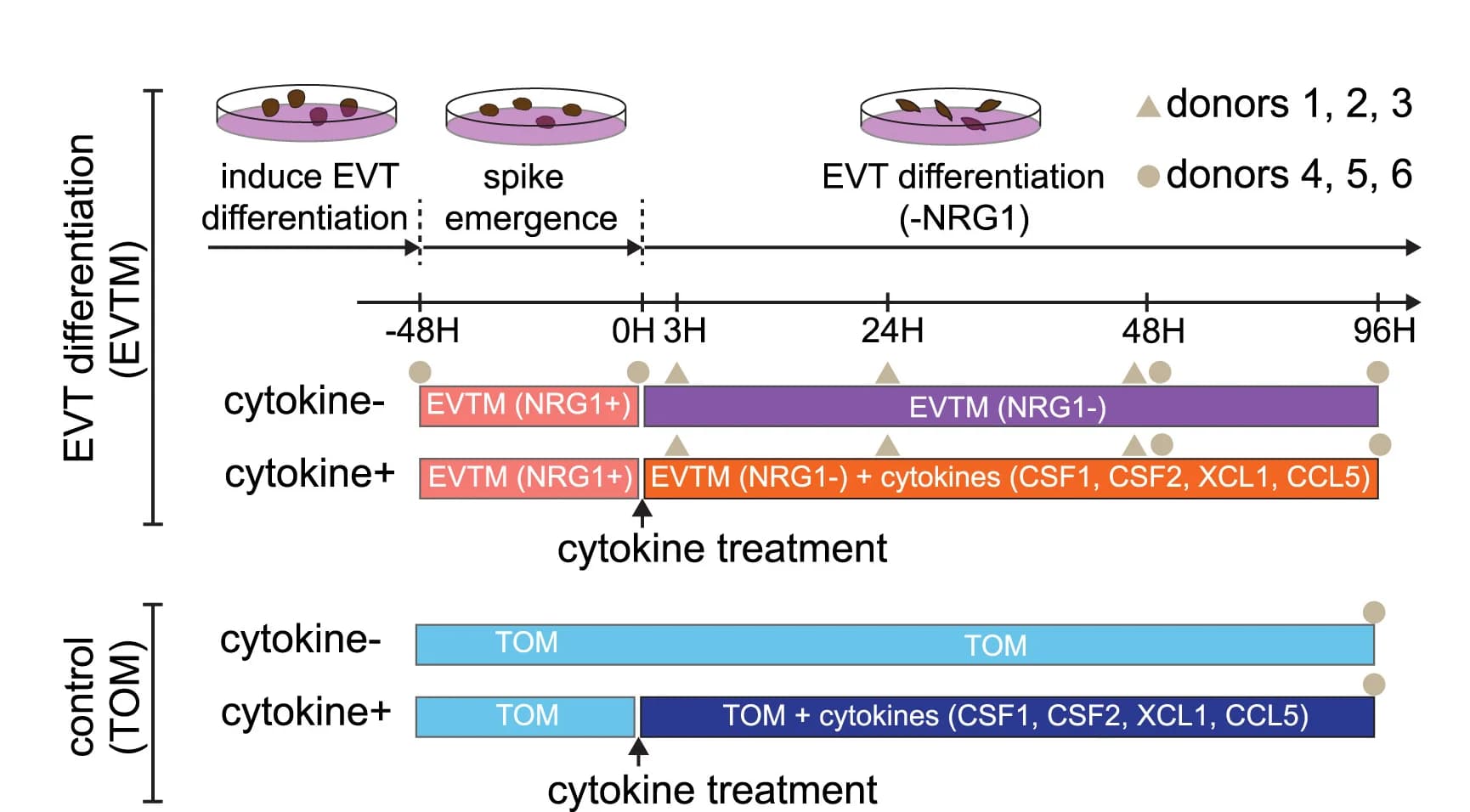Open access visualization of Workflow, Illustration, Trophoblast Organoid, Cytokine Treatment, Single-cell Transcriptome Profiling