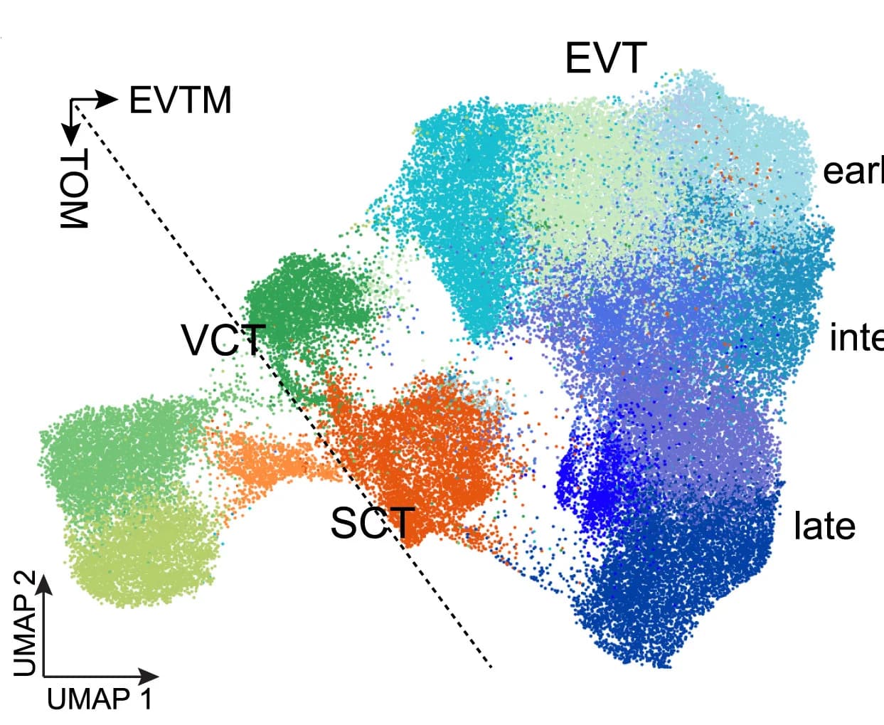 Open access visualization of Scatter Plot, UMAP, Trophoblast Organoids, uNK Cell Cytokines, Cell Types