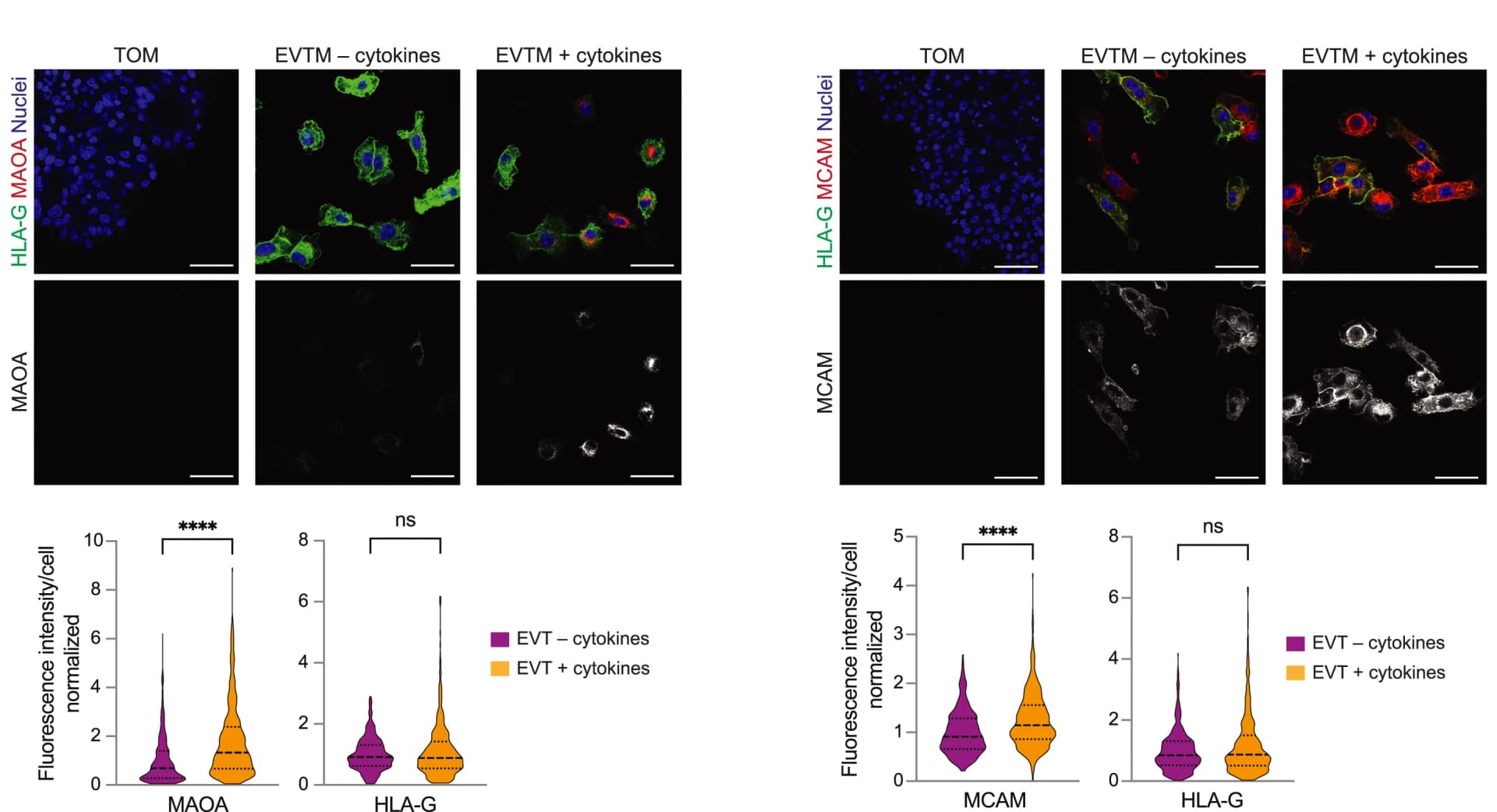 Open access visualization of Microscopy, Violin Plot, Immunofluorescence, MAOA, MCAM