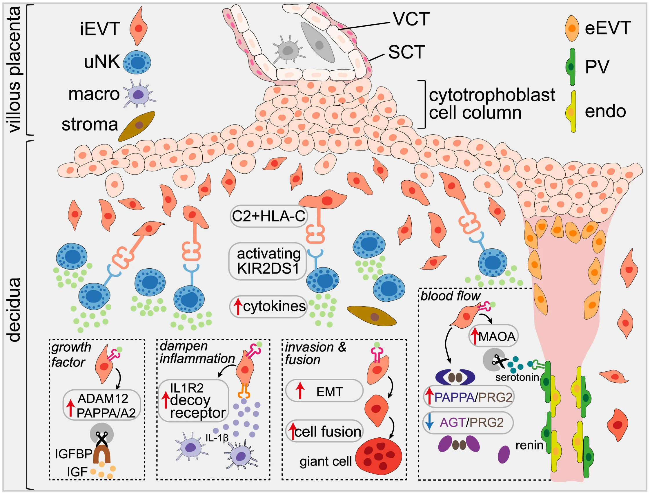 Open access visualization of Workflow, Illustration, uNK Cell Cytokines, Receptors, EVTs