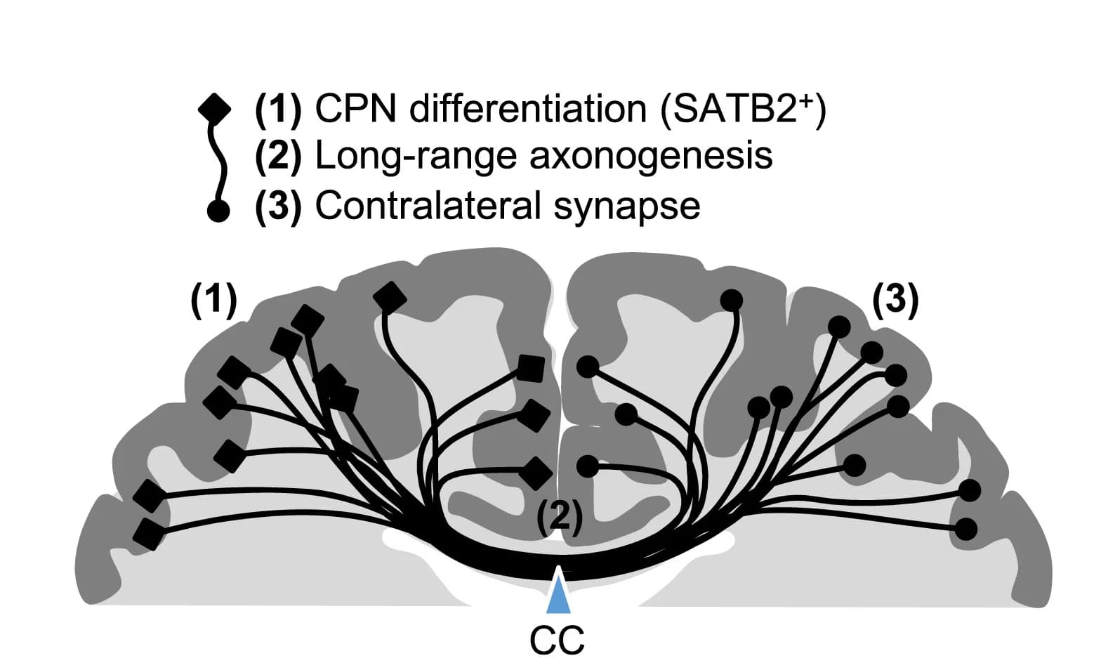 Open access visualization of Illustration, Corpus Callosum, Brain Development
