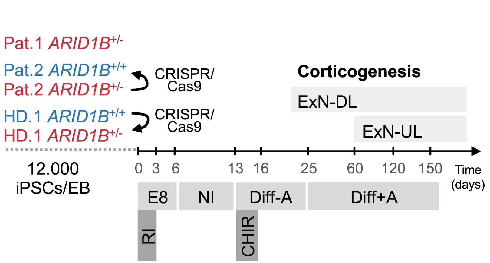 Open access visualization of Workflow, Telencephalic Organoid, Differentiation, Excitatory Neurons, Deep Layer Neurons