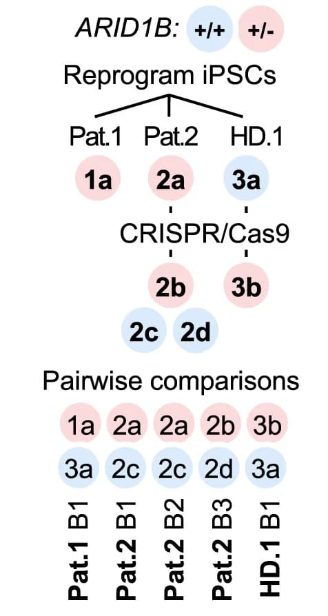 Open access visualization of Workflow, Cell Line Clones, Organoid Generation, scRNA-seq Analysis, Pairwise Comparisons