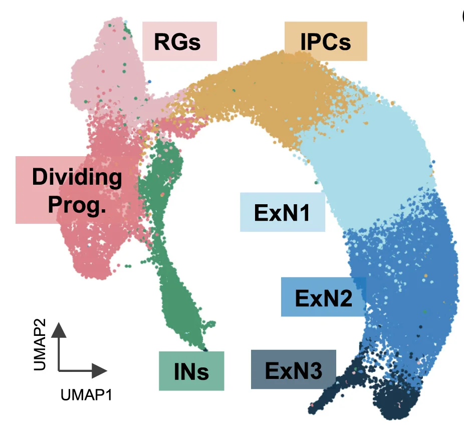 Open access visualization of UMAP, Scatter Plot, Cell Clustering, Telencephalic Populations, Interneurons