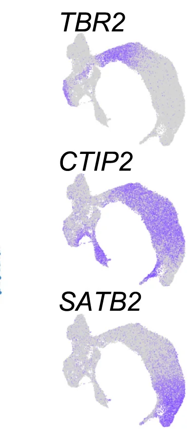Open access visualization of UMAP, Scatter Plot, Gene Expression, Excitatory Lineage, Cell Populations