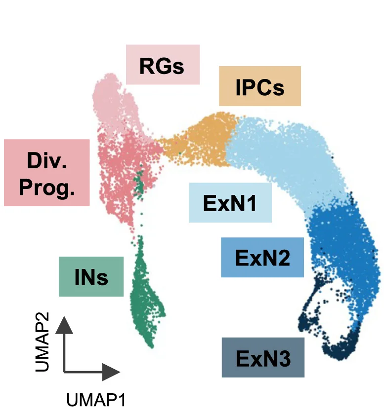 Open access visualization of Scatter Plot, UMAP, Clustering, Telencephalic Populations, Interneurons