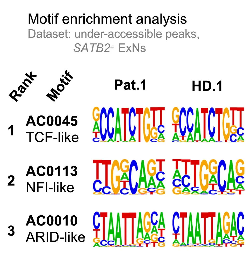 Open access visualization of Table Image, Motif Enrichment Analysis, ATAC-seq Regions, Chromatin Accessibility, SATB2+ ExNs
