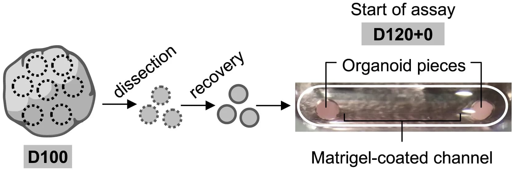Open access visualization of Workflow, Axon Tract Formation Assay, Organoid, Microchannel, Matrigel