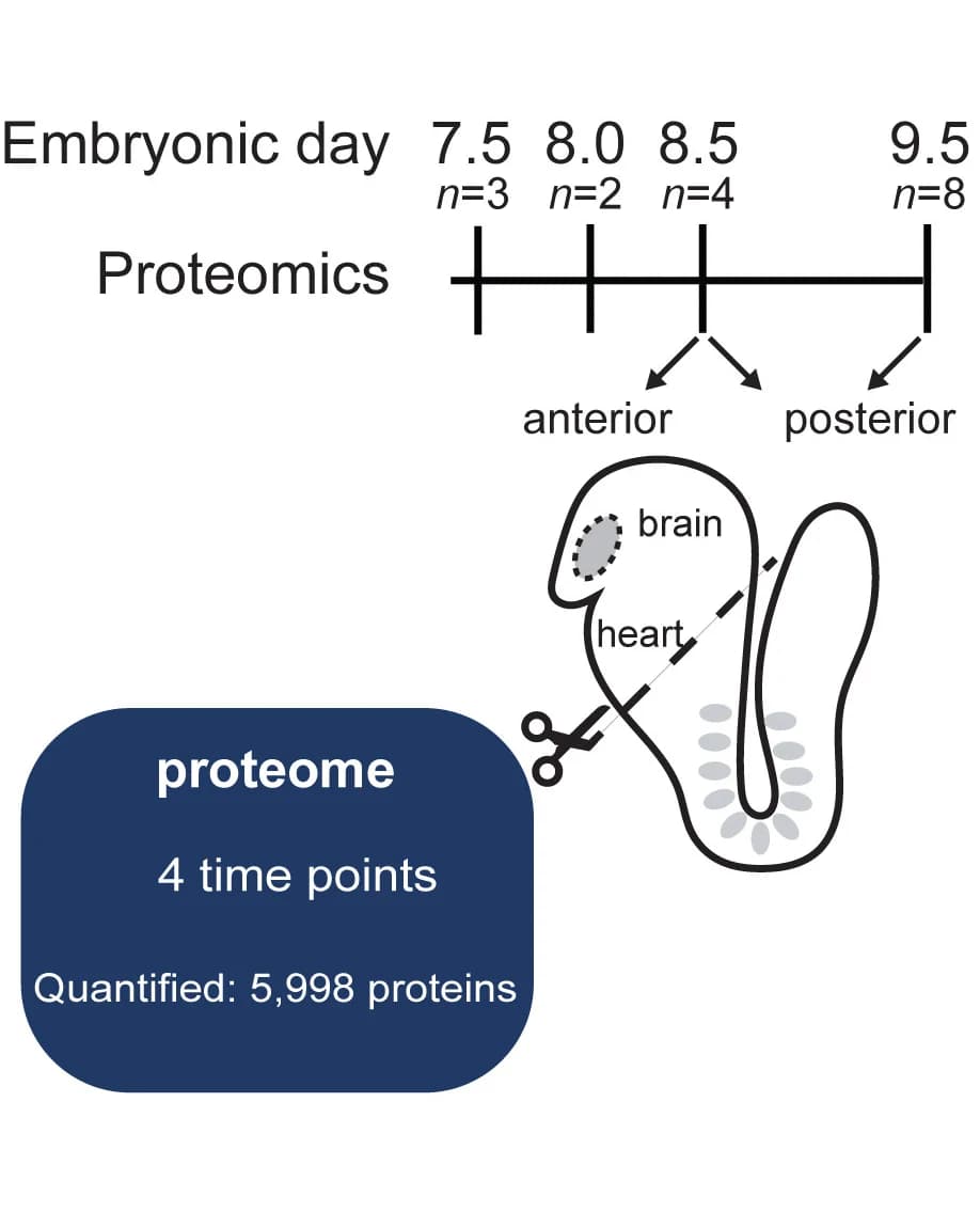 Open access visualization of Workflow, Illustration, Proteomics, Embryonic Stages