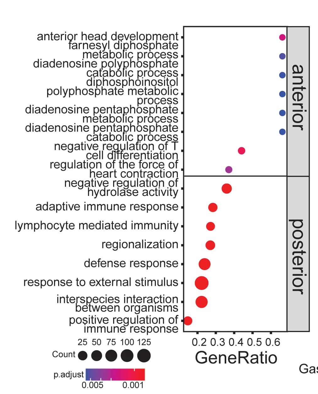 Open access visualization of Bubble Plot, gseGO, Biological Processes, Mouse Embryos, Anterior