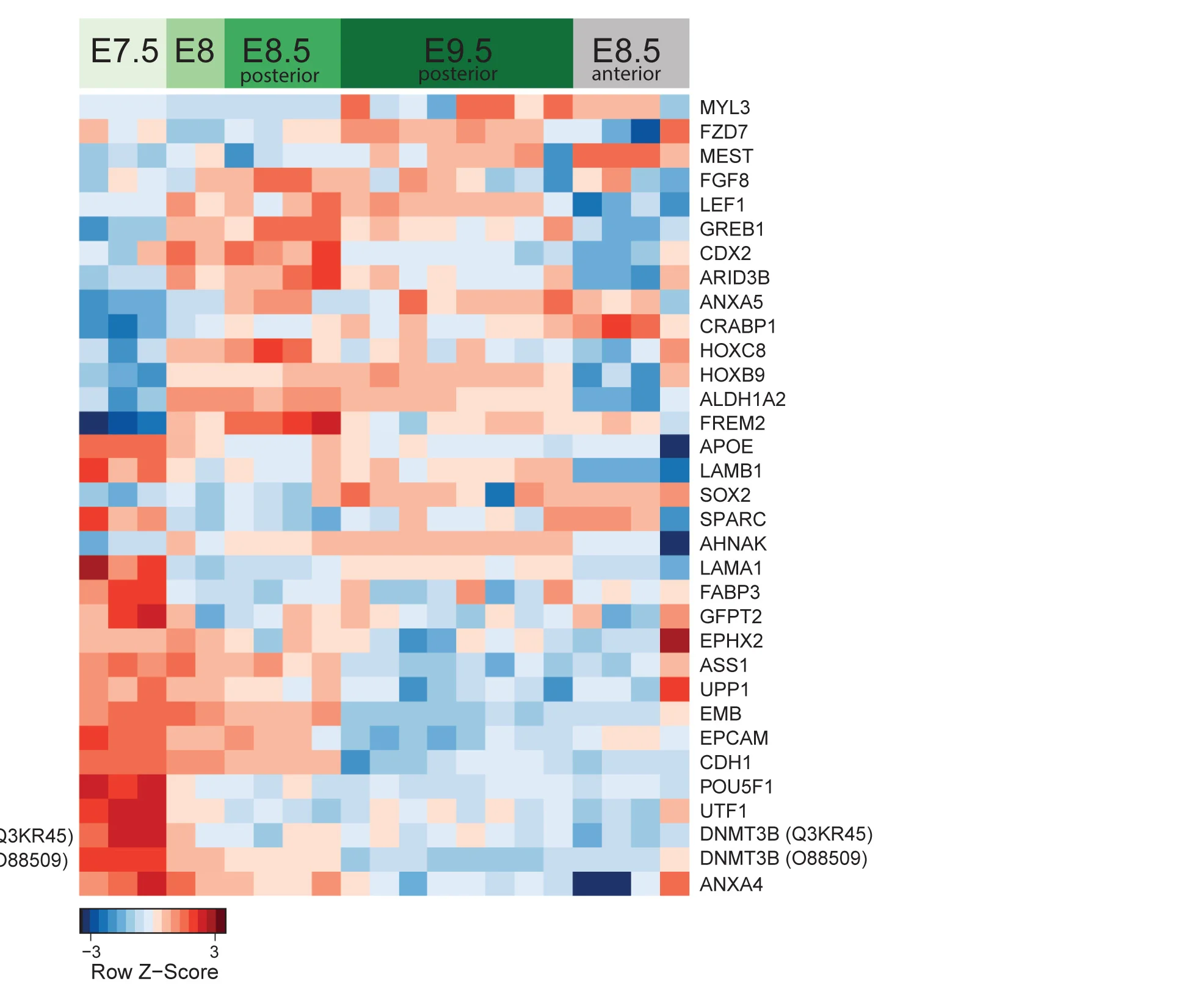 Open access visualization of Heatmap, Scaled Expression, Proteins, Embryonic Development, Mouse Embryos
