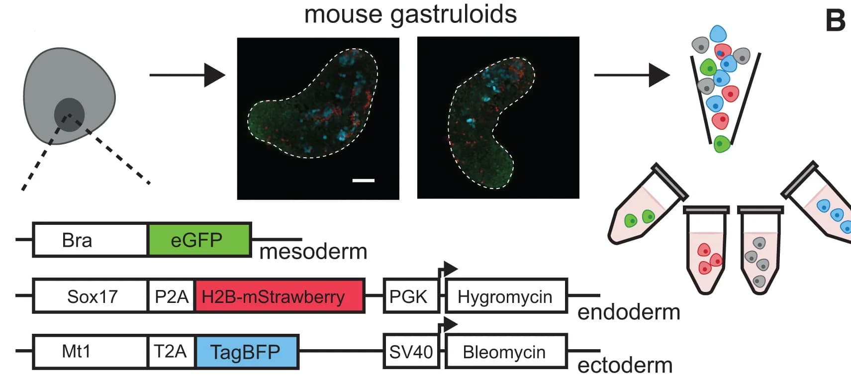 Open access visualization of Workflow, Microscopy, Illustration, Fluorescent Reporter mESC Line, mESCs