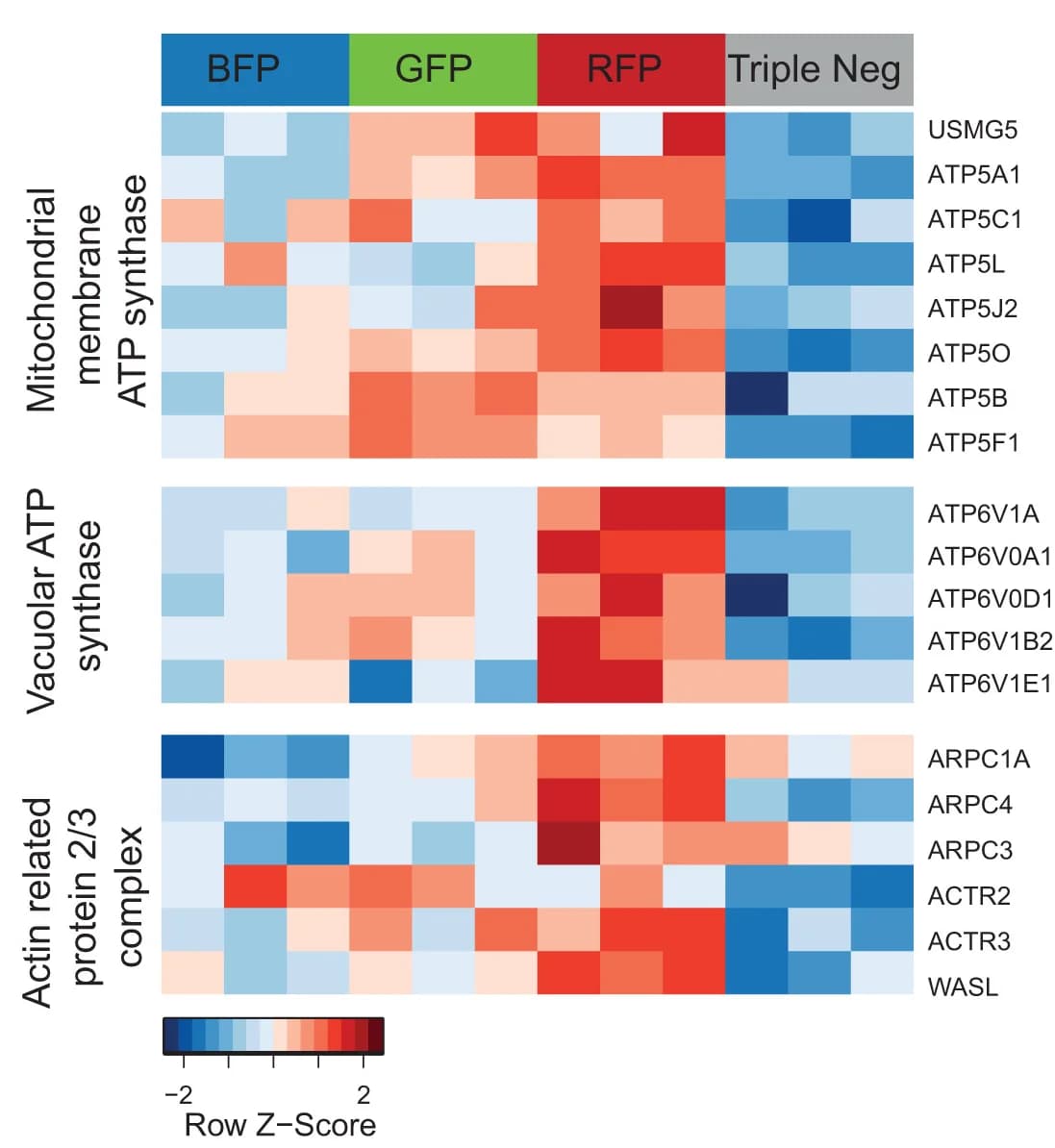 Open access visualization of Heatmap, Significantly Expressed Subunits, Protein Complex, SOX17-RFP+ Cells